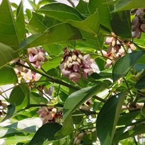 a tree with pink flowers and green leaves at Natural bliss in Tiruchirappalli