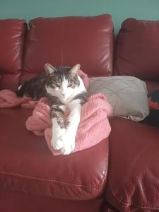 a cat laying on a blanket on a couch at Chez Mimi et Mimine in Lons-le-Saunier