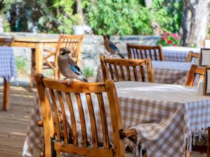 two birds sitting on the backs of chairs at a table at Hotel Gumusluk in Gümüşlük