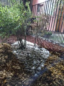 a garden with two trees and rocks at Casa céntrica en San Felipe in San Felipe