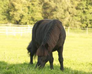 a black horse eating grass in a field at Gîte rural indépendant in Barbaste +1 photo