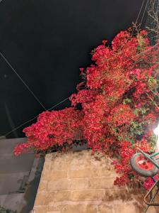a bunch of red flowers on a brick wall at Paddy's Studio in Il-Ħamra +7 photos