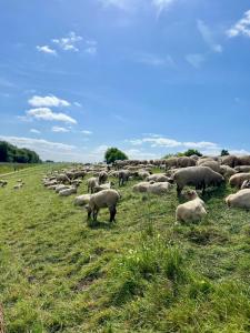 a herd of sheep grazing in a grassy field at Kleine Einraumwohnung am Fleth in Jork +8 photos