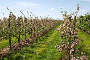 a row of apple trees in a field with pink flowers at Kleine Einraumwohnung am Fleth in Jork