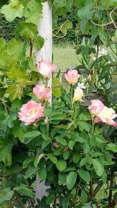 a bunch of pink roses growing next to a fence at El Amuleto in Rivadavia