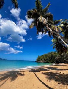 a beach with palm trees and the ocean at Dreamvilles Ecovillage Bed and Breakfast near Playa Aserradero in Las Galeras
