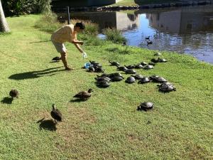 a man feeding a group of ducks on the grass at Turtle Cove Lake Front Cabin 300m To Beach in Hervey Bay