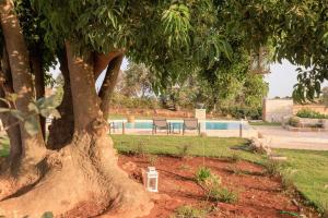 a tree in a yard with a swimming pool at Masseria il Vignale in Ostuni