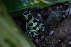 a poison dart frog sitting on the ground at Atlantida Lodge Cahuita in Cahuita