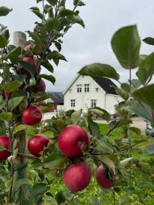 a bunch of apples hanging from an apple tree at Charming tiny house with panorama view in Sandane
