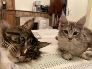 two cats sitting on top of a bed at Chambres d’hôtes Le relais de Mantelot in Châtillon-sur-Loire +10 photos