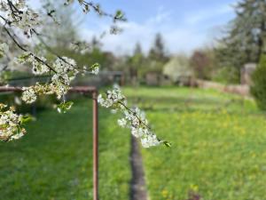 a branch of a tree with white flowers in a field at FeWo Pelkmann - Die Grüne Oase - Ganzes Haus in Weikersheim