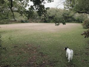 a black and white dog standing in a field at Pennington Holiday Cottages in Pennington +7 photos