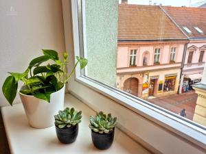 three potted plants sitting on a window sill at City Center Apartments - Moderna Brno Římské náměstí IV in Brno