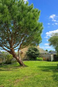 a pine tree in a field of green grass at La perle du Centre à Cancale in Cancale