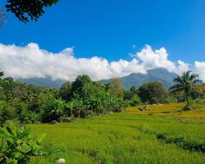 a field of green grass with mountains in the background at Velya cabana in Belihuloya