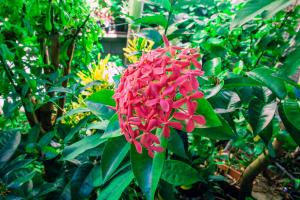 a red flower on a bush with green leaves at Chez Jenny port Mathurin in Rodrigues Island