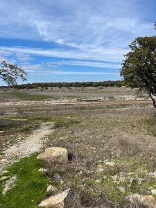 a field of grass with a tree and rocks at Millies Cottages Unit 3 - Phyllis in Canyon Lake +5 photos