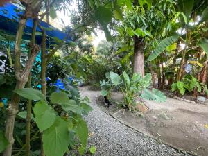 a garden with a bunch of trees and plants at Casa Malinalli in Zihuatanejo