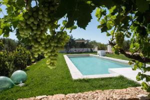 a yard with a swimming pool and a bunch of grapes at Masseria Le Cerase in Conversano