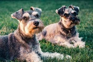 two dogs laying in the grass in the grass at Pousada Lago dos Sonhos in Piracaia +87 photos