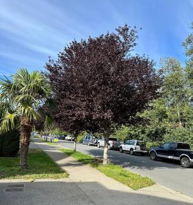 a street with a palm tree and cars parked on the street at Sunny 1BR by Galloping Goose in Victoria
