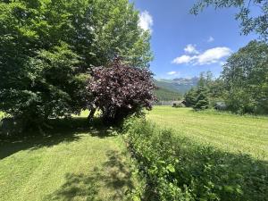 a tree in the middle of a grass field at Chalet Villa Hera in Bichlbach +4 photos