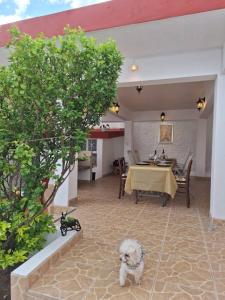 a small white dog sitting on the floor of a patio at Casa Brasa, Sol & Jardín in Guanajuato