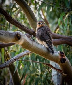 a bird is sitting on a tree branch at Parnella Kettering in Kettering +2 photos