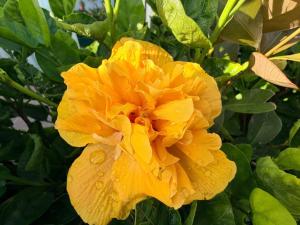 a yellow flower with droplets of water on it at Marina Mar II - Moradia T3 in Vila Franca do Campo +253 photos