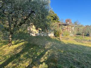 a yard with a tree and a house at Villa Cà Bottura agli ulivi in Bardolino
