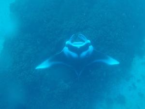 a group of dolphins swimming in the water at Tai Evi 2 in Soso