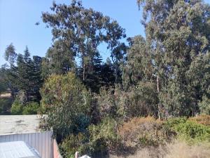 a group of trees in front of a fence at Habitación Bosque Mar in Isla Negra +1 photo