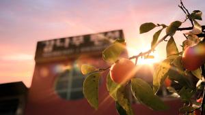 a tree with leaves in front of a building at Goseong Gamnamu Pension in Goseong