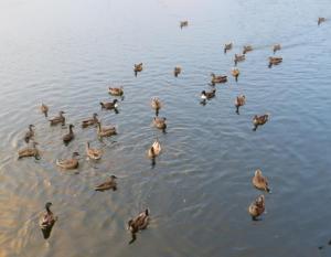 a flock of ducks swimming in the water at Main Street Inn in Lowell