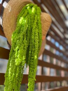 a green plant is hanging from a hat at Maya Apartment in Cluj-Napoca
