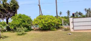 a yard with bushes and a fence and palm trees at windy beach kite resort in Kalpitiya +12 photos
