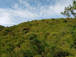 a green hill with trees and a blue sky at Footprint Baringo in Marigat +8 photos
