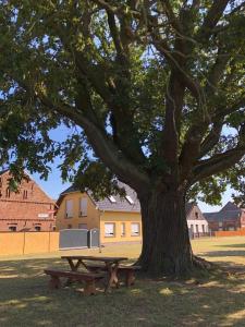 a picnic table sitting under a tree next to a bench at Ferienhaus zur Eiche am Dorfanger in Waldow