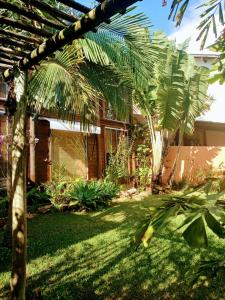 a palm tree in the yard of a house at Casa alquiler en Bombas Bombinhas in Bombas