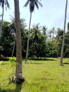 a group of palm trees in a grass field at Amera Beach in Karimunjawa