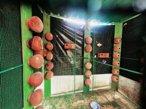 a room with a bunch of red mushrooms on the wall at Naturehouse in Jaffna