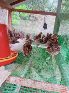 a group of birds in a bird cage at Naturehouse in Jaffna +1 photo