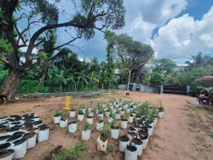 a group of plants in white pots in a dirt field at Naturehouse in Jaffna