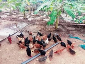 a group of chickens standing on the ground at Naturehouse in Jaffna