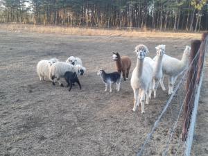a herd of sheep standing next to a fence at Agroturystyka zielone wzgórze in Swornegacie