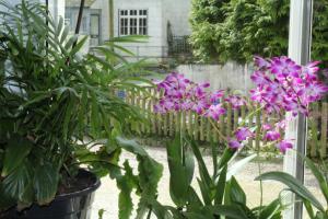 a garden with purple flowers in front of a fence at Penryn House Hotel in Polperro
