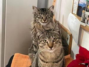 two cats sitting on a chair in a room at La Tortuga Hostel in Adeje