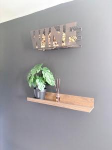 a shelf with a potted plant on a wall at Chambre d'Hôtes Arla Goxoki in Amendeuix-Oneix +1 photo
