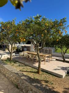 a picnic table with orange trees in a park at Can Joan Yern in Sant Joan de Labritja +27 photos